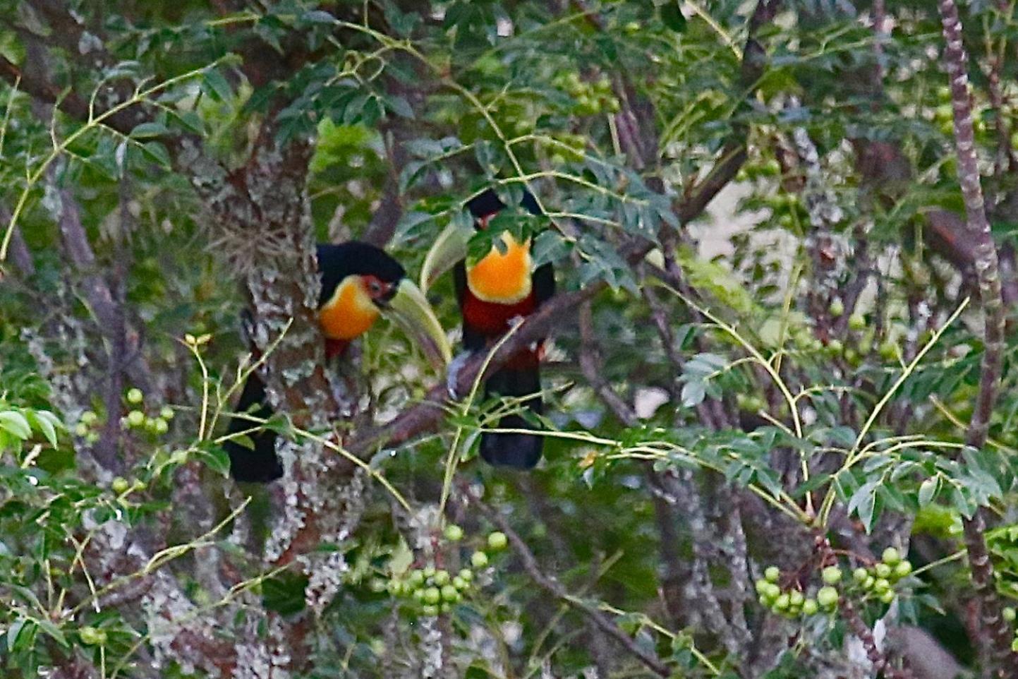 Pousada Terra Dos Passaros São Bento do Sapucaí Buitenkant foto